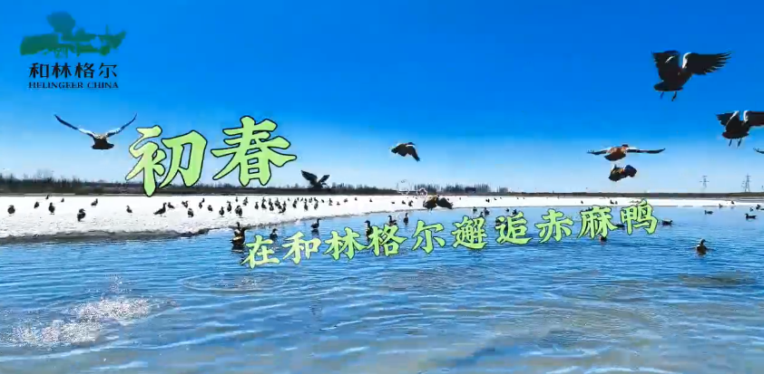 初春，在和林格爾邂逅赤麻鴨