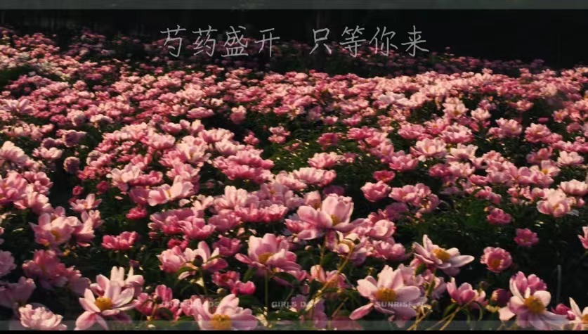 芍藥盛開  只等你來！