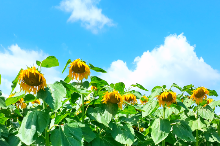 鍜屾灄鏍煎皵鍘夸竾浜╄懙嫻瘋繘鍏ョ洓鑺辨湡