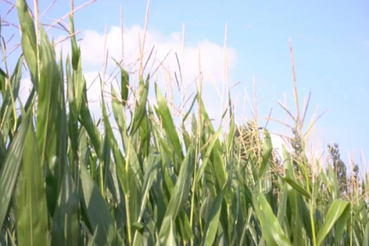 縐戞妧鈥滈噾閽ュ寵鈥濊В閿佺帀綾沖浜у鏁堝瘑鐮?鍜屾灄鏍煎皵鍘胯壇縐嶈壇鎶€璧嬭兘鐜頒唬鍐滀笟