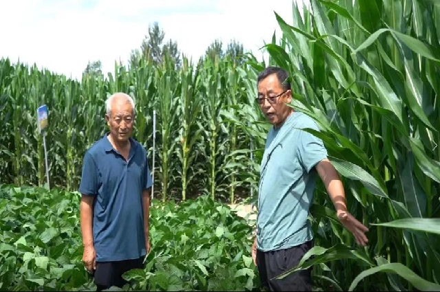 和林格爾縣：2.7萬畝大豆玉米帶狀復合種植區農作物長勢喜人