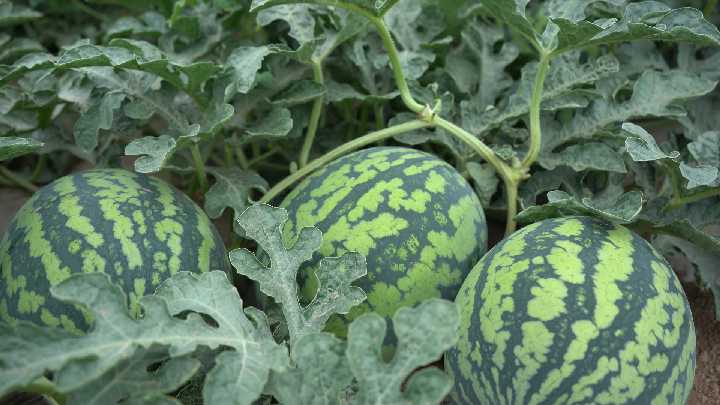 涓囦憨瑗跨摐鍠滆幏涓版敹 嬋€媧諱埂鏉戔€滅敎铚溾€濈粡嫻?_鍓湰.png